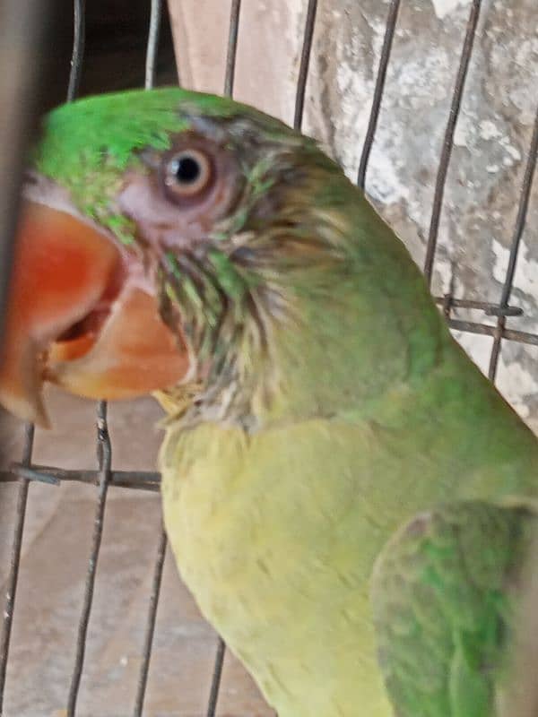 Beautiful parot 0