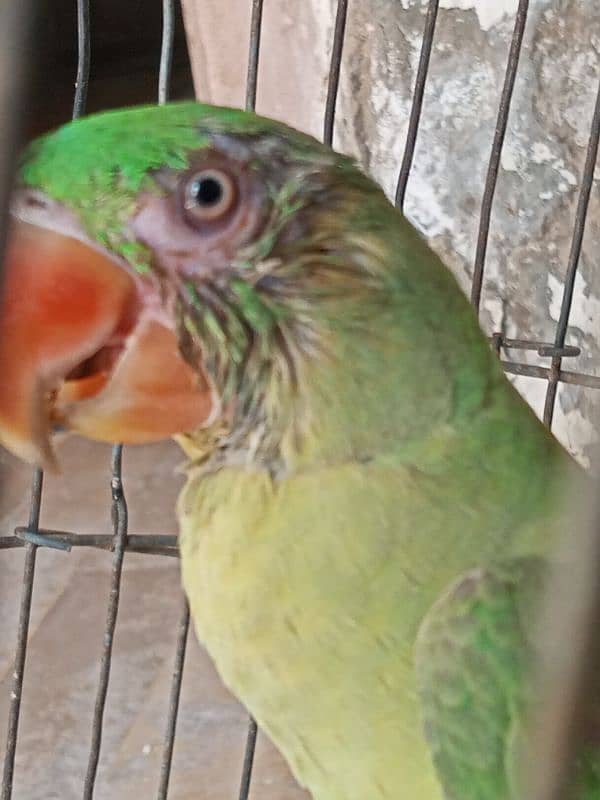 Beautiful parot 1