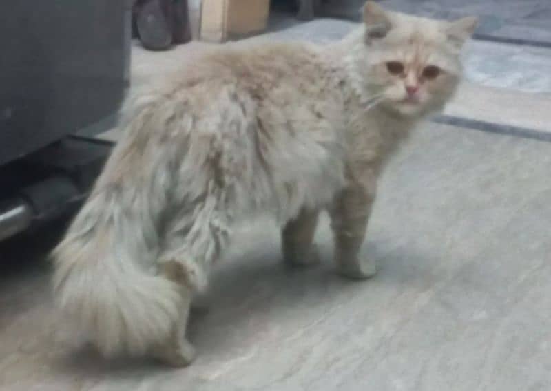 Persian  Brown white Cats 1 Pair & Little Cat 1