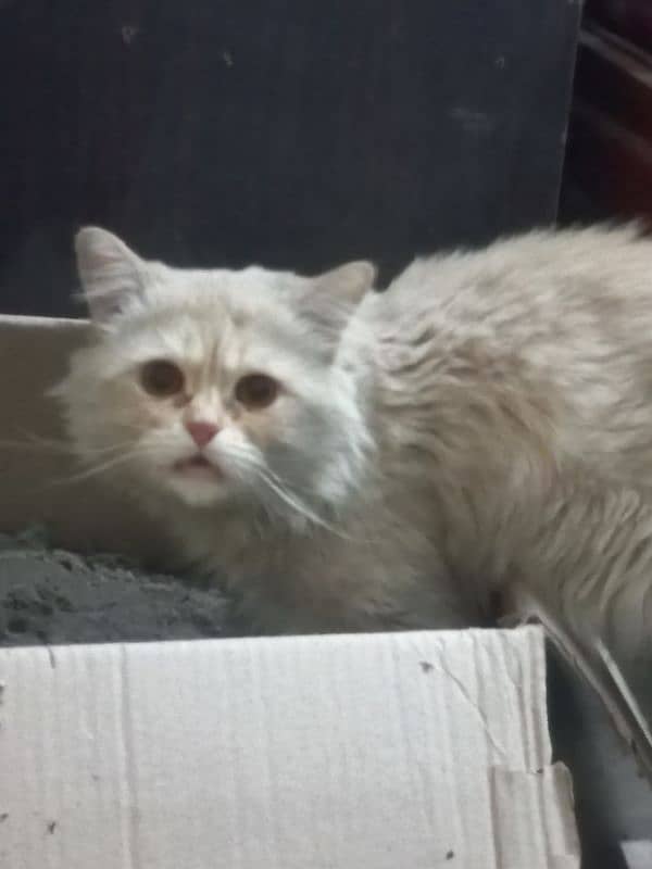 Persian  Brown white Cats 1 Pair & Little Cat 2