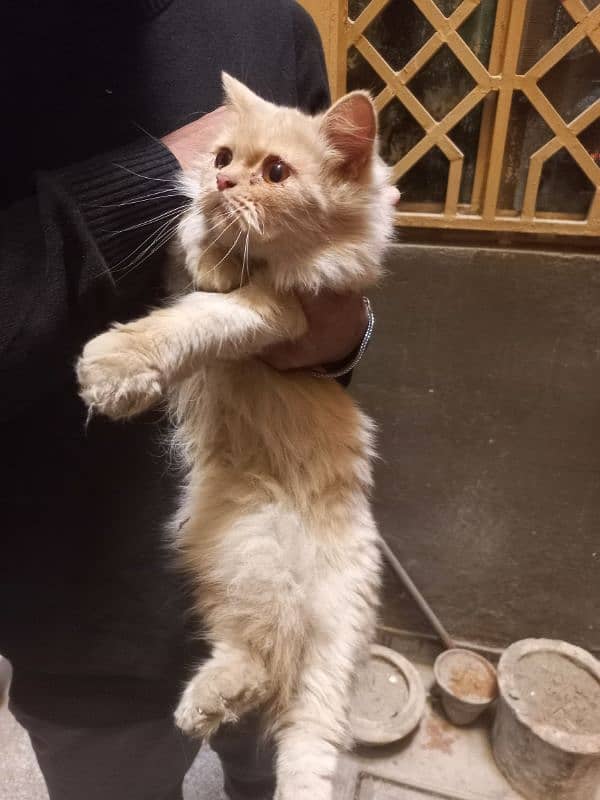 Persian  Brown white Cats 1 Pair & Little Cat 4