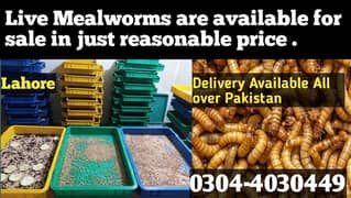 Mealworm/Hens/Aseel/ Finches/Chiks/Dove/Duck/Parrot/ Birds Food