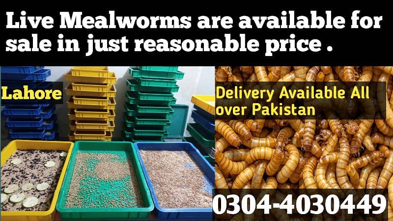 Mealworm/Hens/Aseel/ Finches/Chiks/Dove/Duck/Parrot/ Birds Food 0