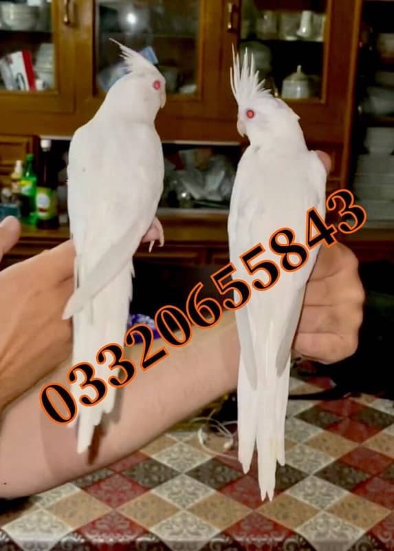 Full hand tamed cocktail pair Eno red eyes and common white friendly 1