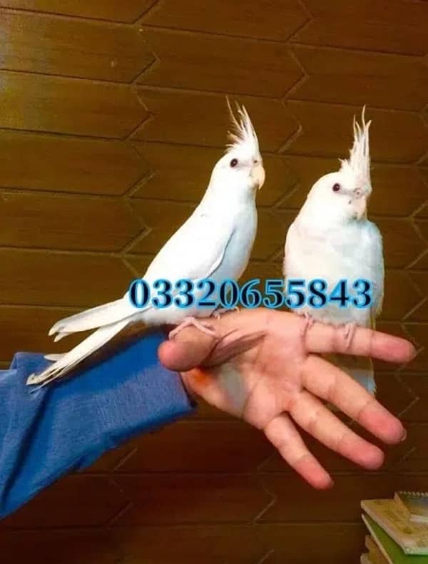 Full hand tamed cocktail pair Eno red eyes and common white friendly 3