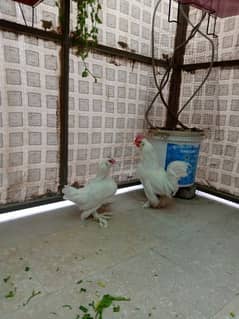 White milli flower pair for sale in taxila 0312 2598476