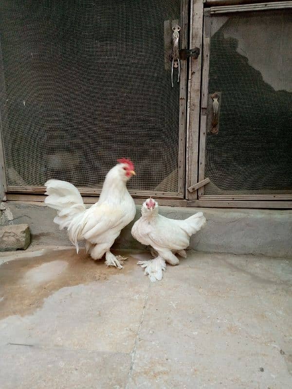 White milli flower pair for sale in taxila 0312 2598476 1