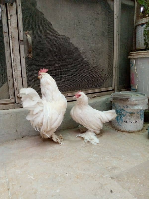 White milli flower pair for sale in taxila 0312 2598476 4