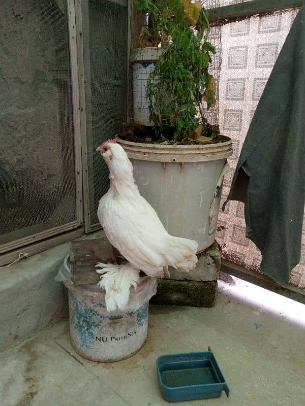 White milli flower pair for sale in taxila 0312 2598476 7