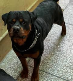 Top-Quality Pedigreed Rottweilers for Sale