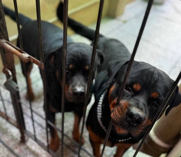 Top-Quality Pedigreed Rottweilers for Sale 1