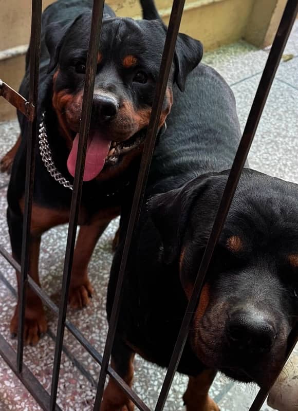 Top-Quality Pedigreed Rottweilers for Sale 2