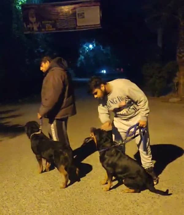 Top-Quality Pedigreed Rottweilers for Sale 3