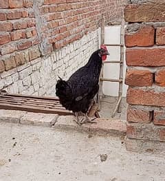 Australorp