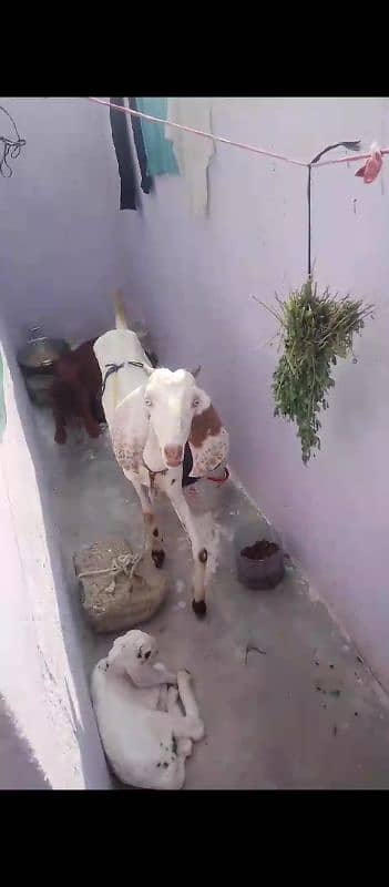 dhood deny wali bakri 1