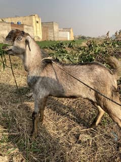 Teda Bakra For Sale