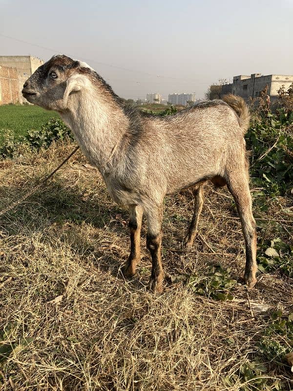 Teda Bakra For Sale 1