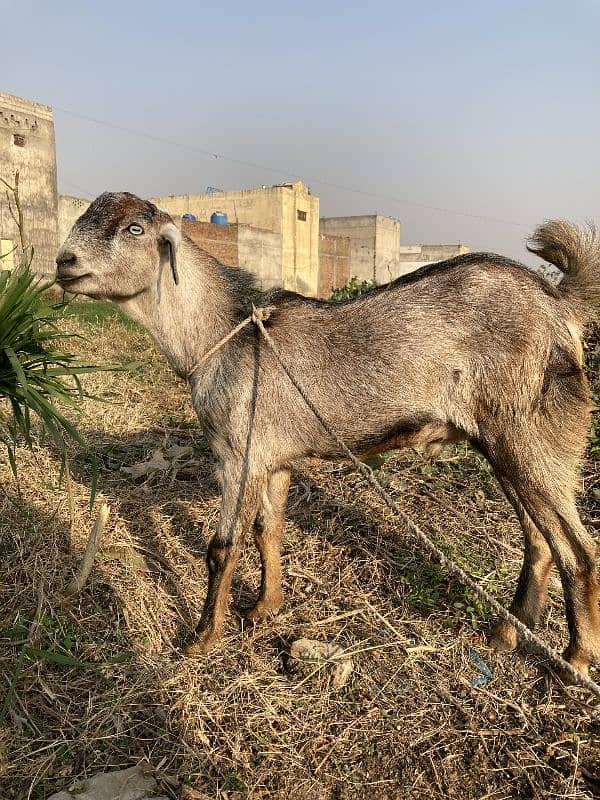 Teda Bakra For Sale 2