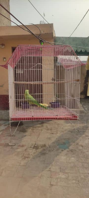 parrot 1