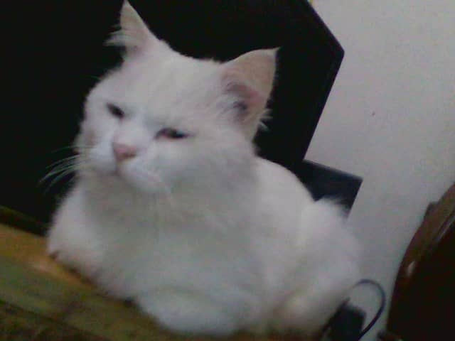 My Hero  Male cat for mating only whatsapp number 03027453655 9