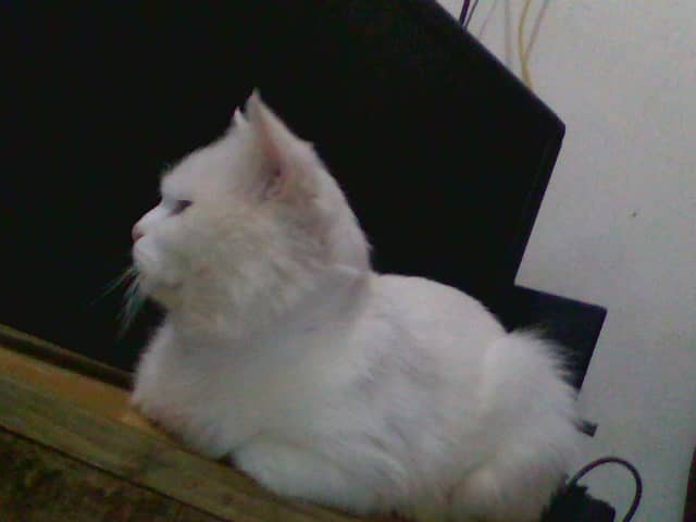 My Hero  Male cat for mating only whatsapp number 03027453655 6