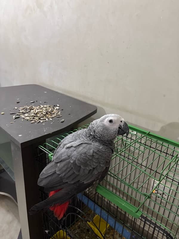 Grey parrot 8 months hand tamed no biting 0