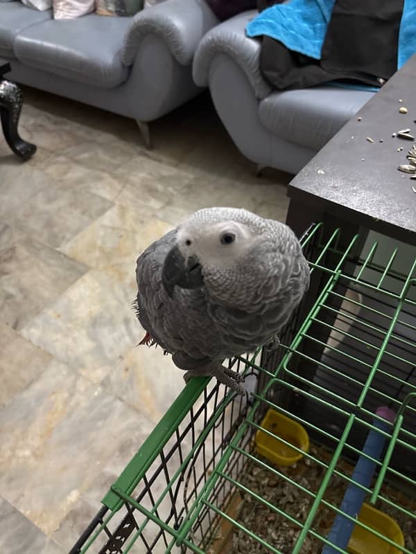 Grey parrot 8 months hand tamed no biting 1