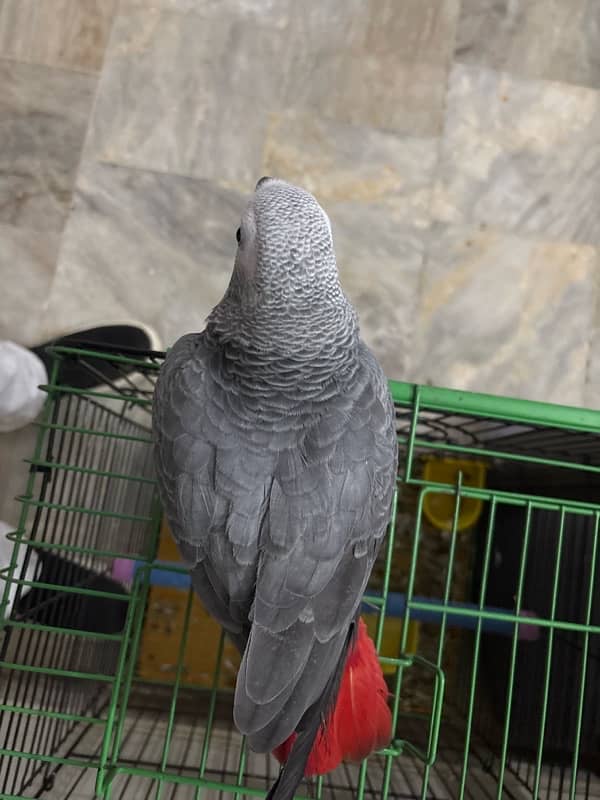 Grey parrot 8 months hand tamed no biting 2