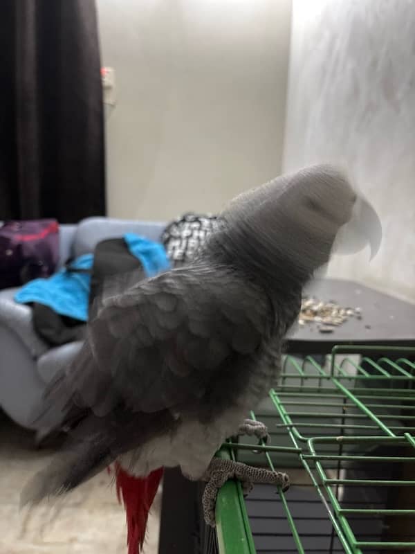 Grey parrot 8 months hand tamed no biting 3