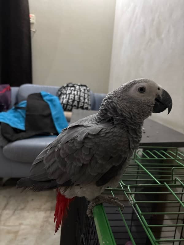 Grey parrot 8 months hand tamed no biting 4