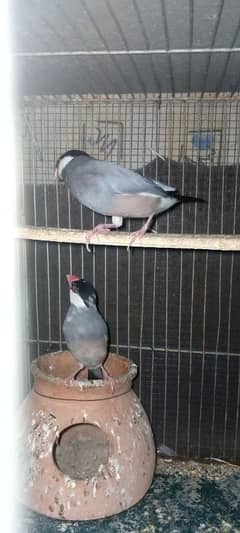 lotino red eye,grey java,finch pair