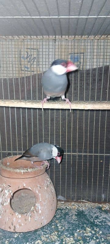 lotino red eye,grey java,finch pair 1