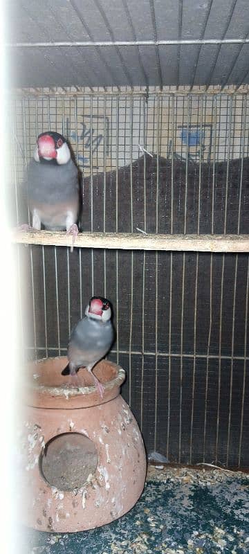 lotino red eye,grey java,finch pair 2