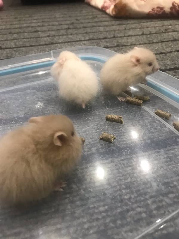 hamster babies 1