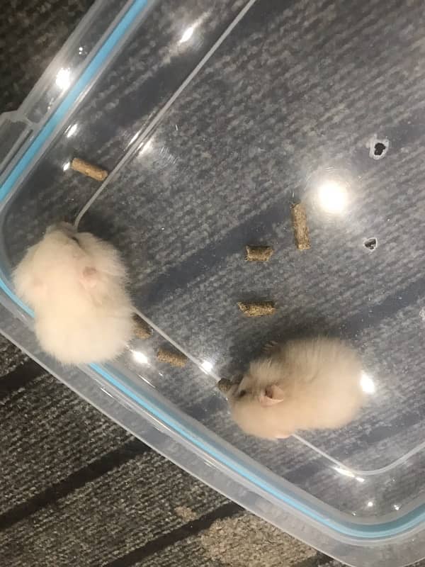 hamster babies 4