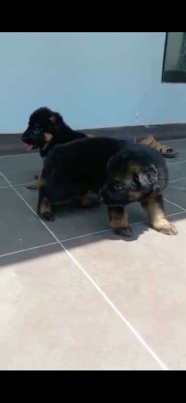 pure german shaffered pupy pair urgent sale 0