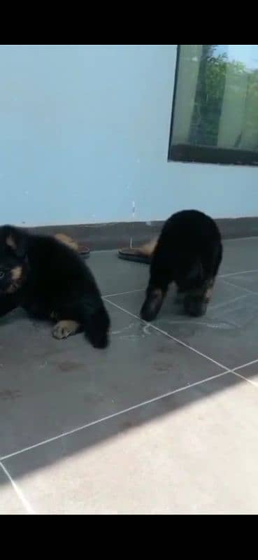 pure german shaffered pupy pair urgent sale 3