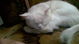 My Hero  Male cat for mating only whatsapp number 03027453655