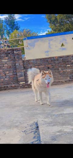 Husky Woolly coat Cooper