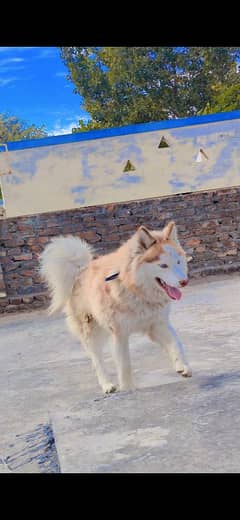 Husky Puppies Huskies