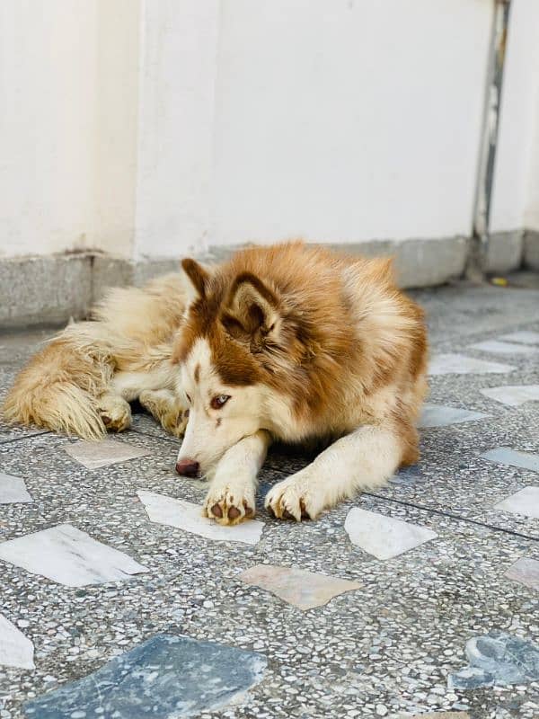 Husky Woolly coat Cooper 3