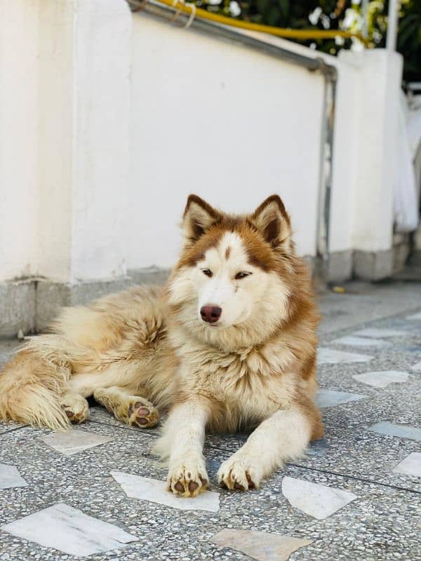 Husky Woolly coat Cooper 4