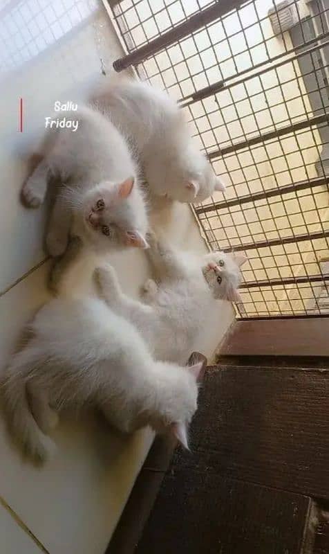 kittens for sale 0