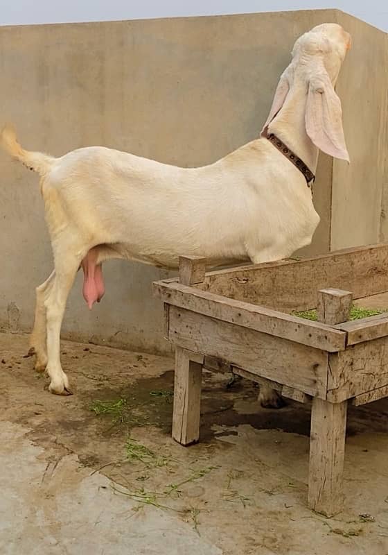 Rajanpuri Bakri For Sale 0