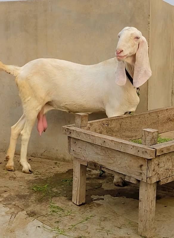 Rajanpuri Bakri For Sale 2