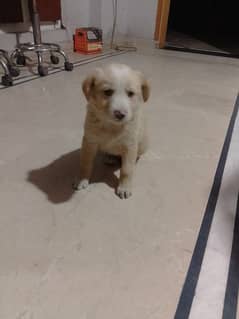 Labrador puppy