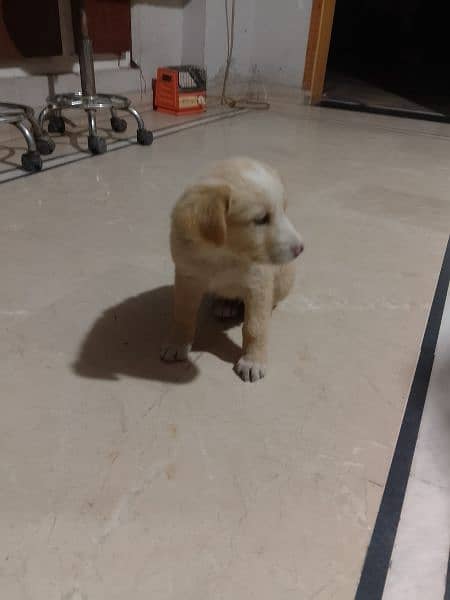 Labrador puppy 1