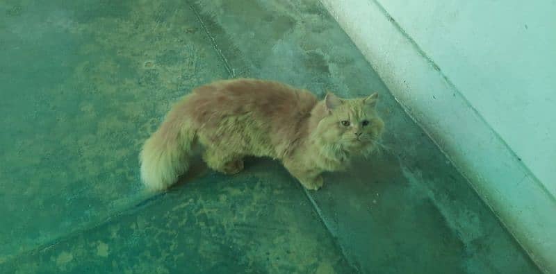 sale persion male cats 2