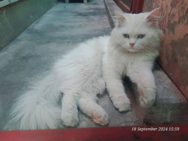 sale persion male cats 3