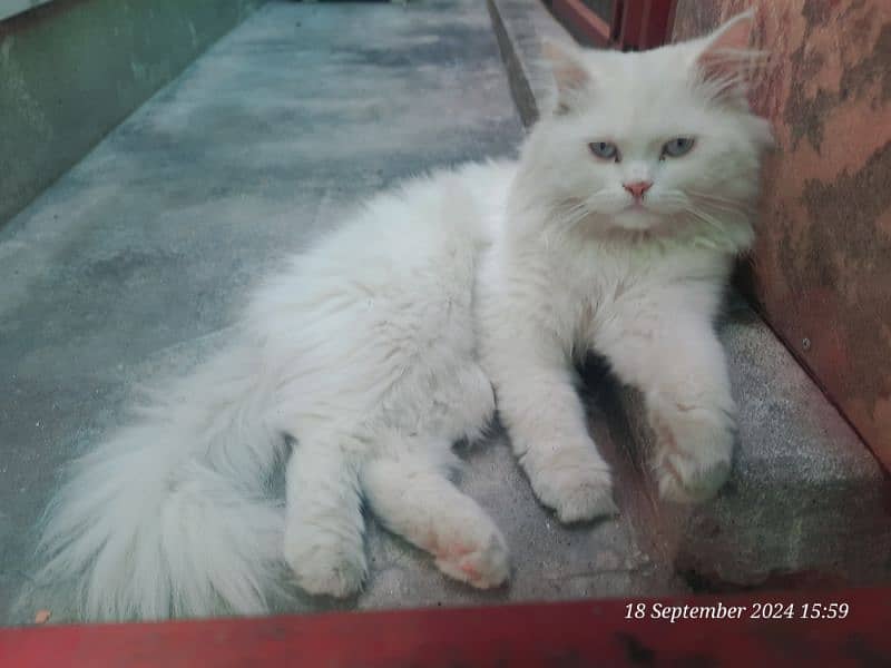 sale persion male cats 4